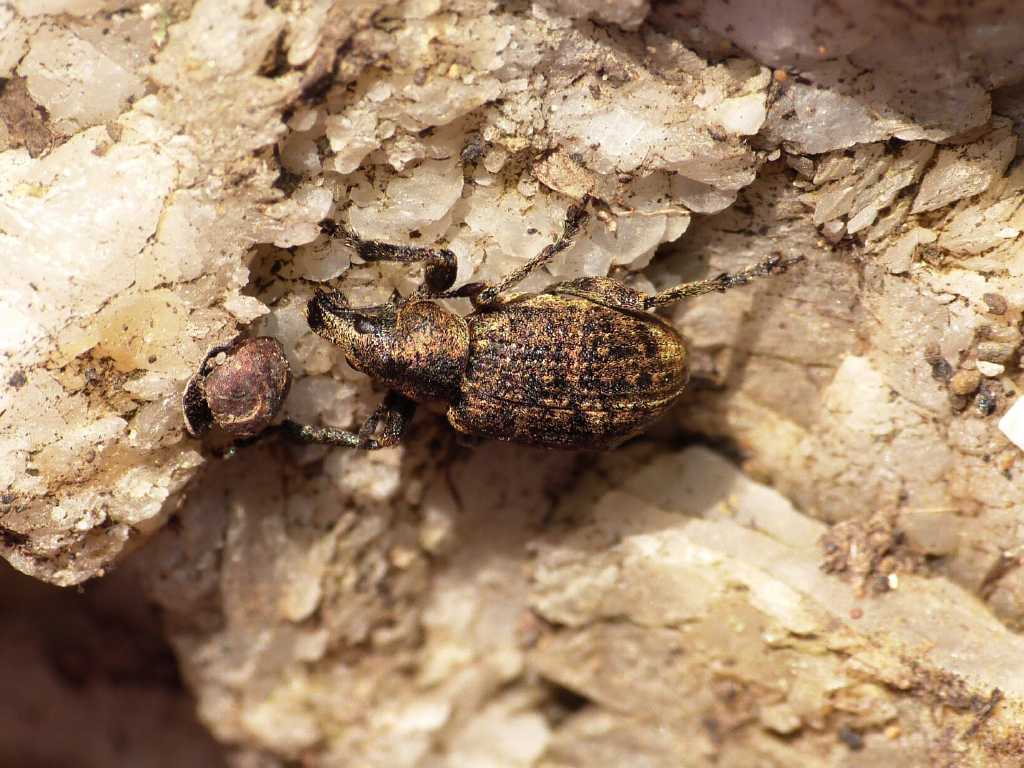 Curculionidae brillante Liophloeus ophthalmicus - Tolfa (RM)